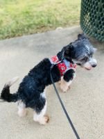 Havanese Puppies for sale in Katy, TX 77449, USA. price: $500