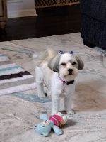 Havanese Puppies for sale in Indianapolis, IN, USA. price: $800