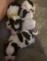 Havanese Puppies for sale in Sevierville, TN, USA. price: $2,500