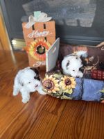 Havanese Puppies for sale in Otway, OH 45657, USA. price: $1,000