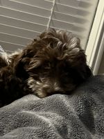 Havanese Puppies for sale in Lewisville, TX, USA. price: $500
