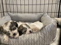 Havanese Puppies for sale in South Hackensack, NJ, USA. price: $2,700