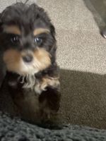 Havanese Puppies for sale in Ocala, FL, USA. price: $1,800