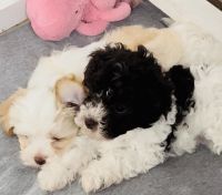 Havanese Puppies for sale in San Diego, CA, USA. price: $1,200