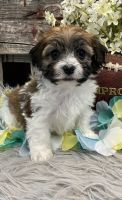 Havanese Puppies for sale in TX-249, Houston, TX, USA. price: $700