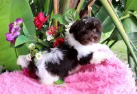 Havanese Puppies for sale in Tampa Rd, Palm Harbor, FL, USA. price: NA