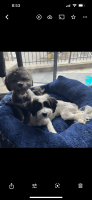 Havanese Puppies for sale in Alexandria, VA 22304, USA. price: $990