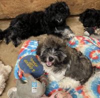 AKC Havanese puppies for sale, born on 2/16/23.Four girls & two boys!