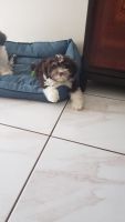 Havanese Puppies for sale in Orlando, FL, USA. price: $1,500