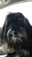 Havanese Puppies for sale in Anderson, SC, USA. price: $1,500