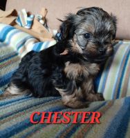 Havanese Puppies for sale in Waukesha County, WI, USA. price: $550