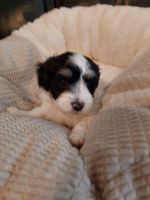 Havanese Puppies for sale in Parker, CO, USA. price: $1,500