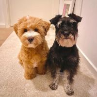 Havanese Puppies for sale in East Los Angeles, CA, USA. price: $750