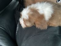 Havanese puppy (Female)