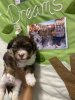 Havanese Puppies for sale in Orlando, FL, USA. price: $3,000