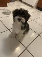 AKC Havanese