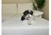 Havanese Puppies for sale in Lakeway, TX, USA. price: $1,200