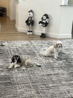 Havanese Puppies for sale in Las Vegas, NV 89113, USA. price: $200