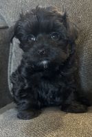 Havanese Puppies for sale in CROOKED RIVER, OR 97760, USA. price: $1,600
