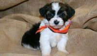 Havanese Puppies for sale in Greenville, South Carolina. price: $550