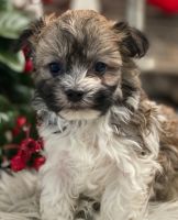 Havanese Puppies for sale in Beverly Hills, California. price: $3,000