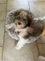 Havanese Puppies for sale in Poinciana, FL, USA. price: $1,200