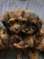 AKC registered Havanese puppies