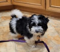 Havanese Puppies for sale in Gulf Shores, Alabama. price: NA