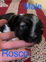 Havanese Puppies for sale in Port St. Lucie, Florida. price: $1,250