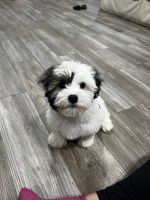 Havanese Puppies for sale in Indianapolis, Indiana. price: $1,200