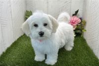 Havanese Puppies for sale in Los Angeles, California. price: $550