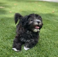 Havanese Puppies for sale in Columbus, Mississippi. price: $800