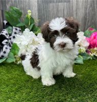 Havanese Puppies for sale in Darwin, Northern Territory. price: $1,450