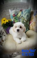 Purebred Havanese Boys ready for FURever homes