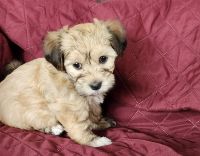 Havanese Puppies for sale in Albion, Pennsylvania. price: $1,600
