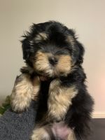 Havanese Puppies for sale in Kingwood, Texas. price: $2,500