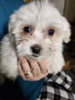Havanese Puppies for sale in Middletown, Connecticut. price: $525