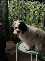 Havanese Puppies for sale in St. Charles, Missouri. price: $1,200