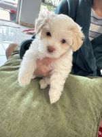Havanese Puppies for sale in Miami, Florida. price: $800