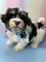 Havanese Puppies for sale in Brooklyn, New York. price: $1,100