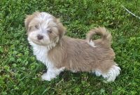 Havanese Puppies for sale in Flower Mound, TX 75077, USA. price: $2,200
