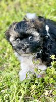 Havanese Puppies for sale in Kinston, NC, USA. price: $2,500