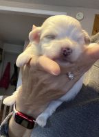 Havanese Puppies for sale in Nabb, Indiana. price: NA