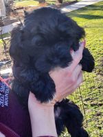 Havanese Puppies for sale in Young America, Minnesota. price: $1,200