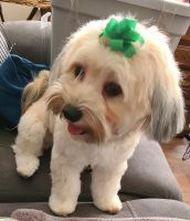 Havanese Puppies for sale in Pensacola, Florida. price: $120,000
