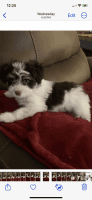 Havanese Puppies for sale in Cape Coral, Florida. price: NA