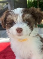 Havanese Puppies for sale in Cape Coral, Florida. price: $1,800