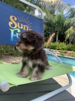 Havanese Puppies for sale in Cape Coral, Florida. price: $1,500