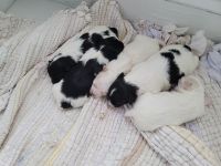 Havanese Puppies for sale in Springfield, Massachusetts. price: NA