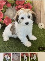 Havanese Puppies for sale in Glendora, California. price: NA
